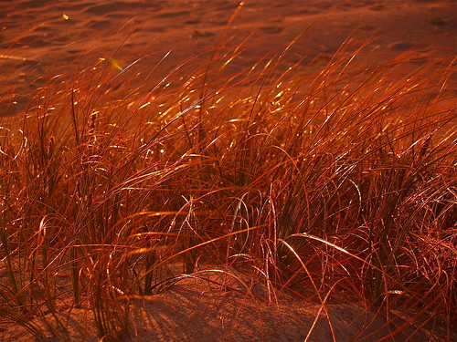 sunset orange beach dunes levin nativegrass