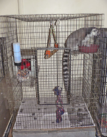 Photo inspiration: Pet Lemur In Small Cage This Lemur Was Deprived Of Photo Inspiration