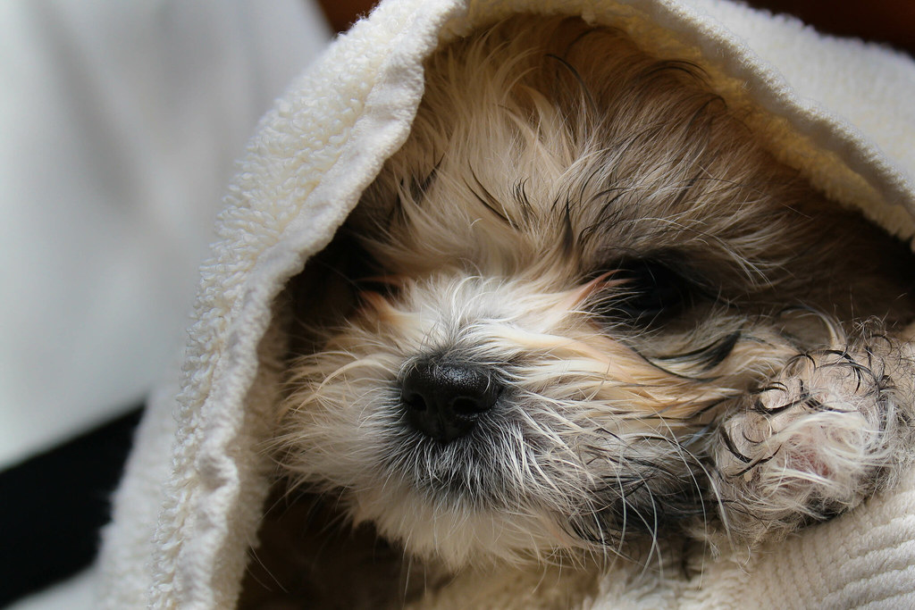 Maltese-Shihtzu puppy after first bath by wsilver