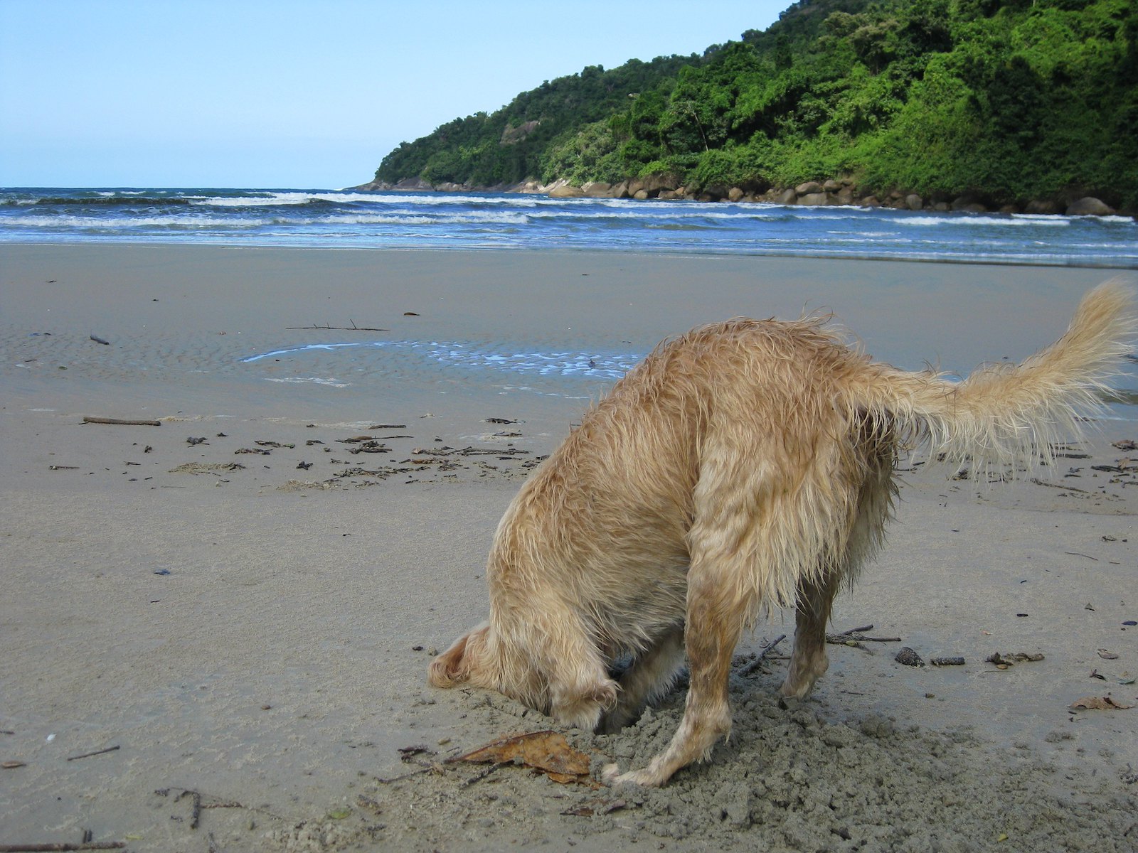 Crab dog