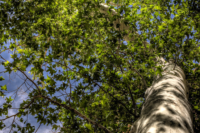Arizona Sycamore Tree at Montezuma Castle, AZ in HDR
