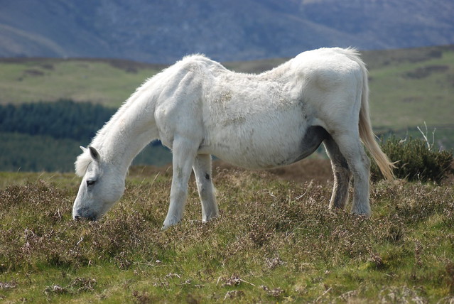 Horse with lordosis in the Wicklow Mountains