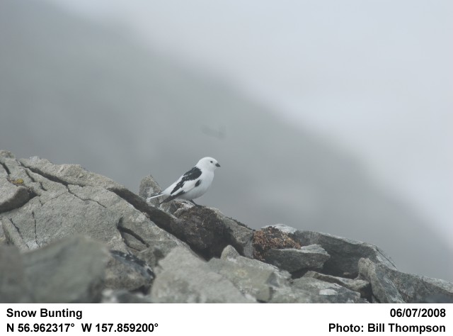 Male Snow Bunting 2