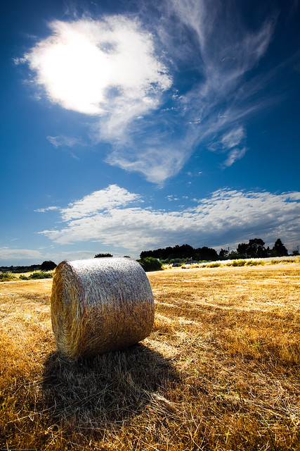 The Early Summer in the Countryside (Salento - Puglia - Italia - Italy)