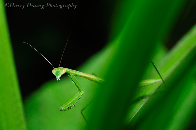 4_D301938-Mantis, Insect, Taiwan 螳螂-昆蟲-生態