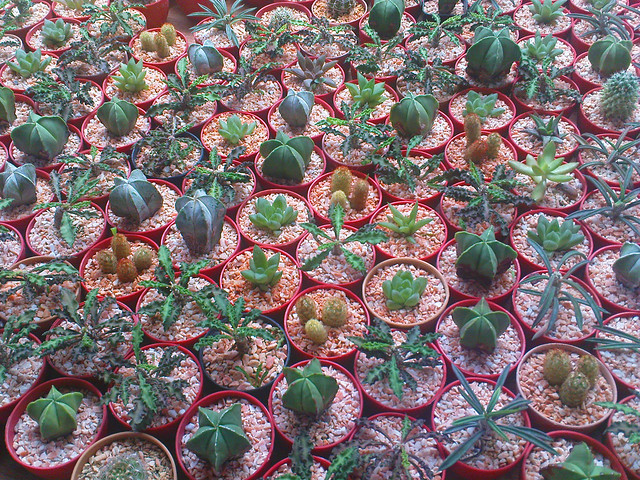 Many Mini Cactus / ต้นกระบองเพชรจิ๋ว
