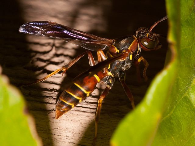 Paper Wasp (Polistes bellicosus)