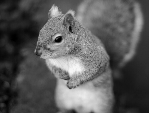 Squirrel | by porepheus