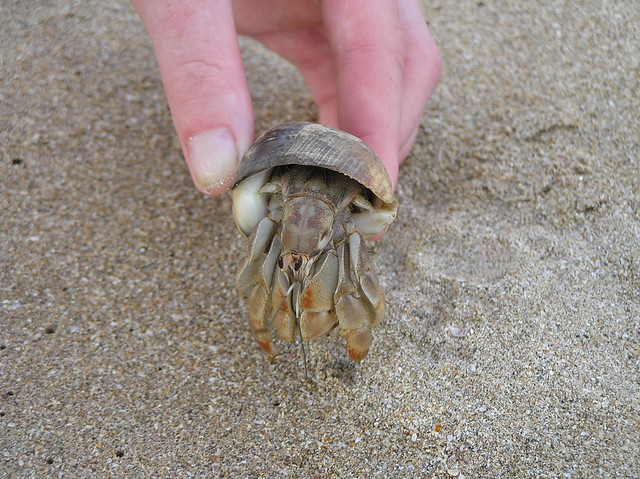Hermit Crab on Playa Grande beach, Costa Rica