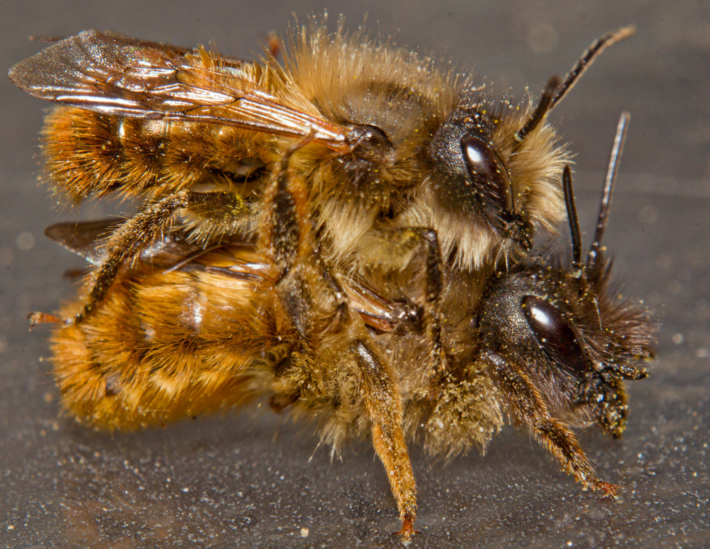 Bee porn !!!!!!! | well what can i say ,i had sat down with \u2026 | Flickr