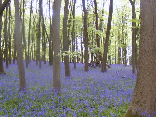 Bluebell wood 2 Tring to Berkhamsted