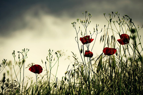 Poppy field by cliccath