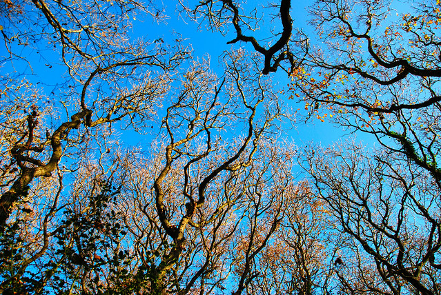 Reaching for the Sky in Gillham Wood!