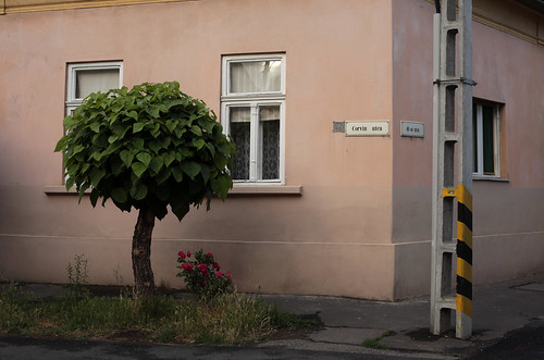county street old city pink windows urban stilllife plants house detail building tree green leaves electric wall architecture facade corner concrete 50mm daylight hungary exterior outdoor painted overcast nobody pole foliage explore lush deciduous exploration renovated gyula frontage wallscape sonofsteppe pusztafia békés corvinutca 48asutca urbanlifeoftrees