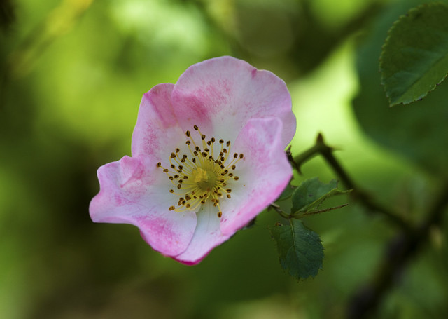 Pink rose_0185