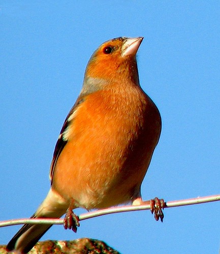 M'Lord Chaff | by bothy photo