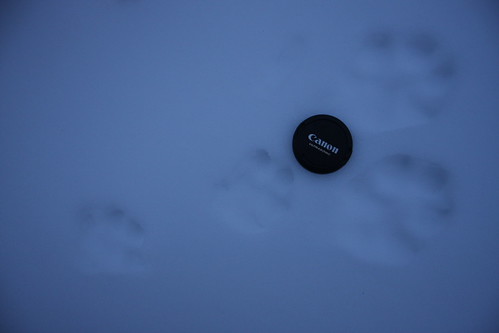 Footprints of a bobcat | by wurm9