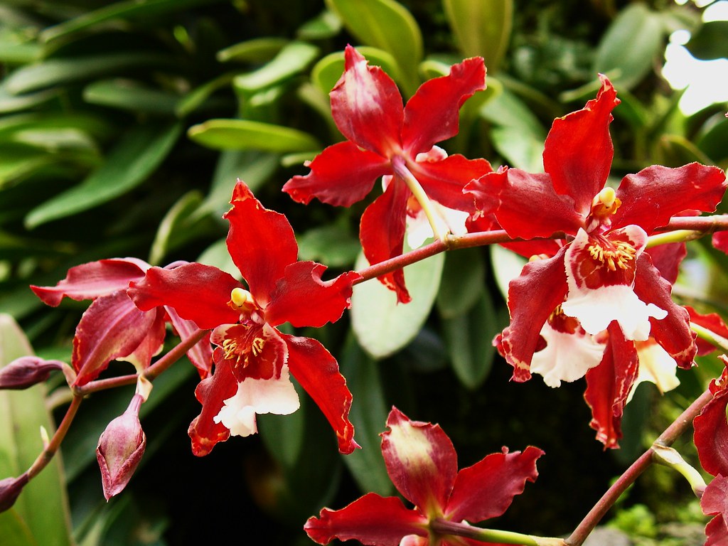 Orchids (Oncidium alliance) | Karl Gercens | Flickr
