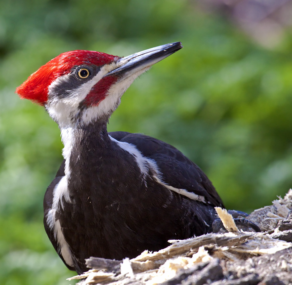 Pileated Woodpecker - Grand pic