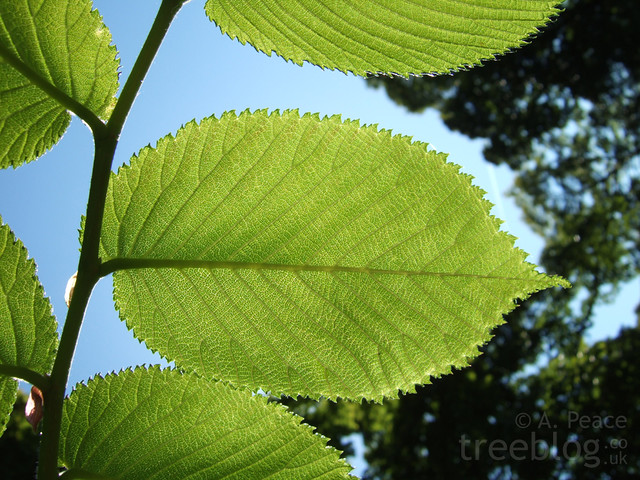 Wych elm leaf (24th May 2009)