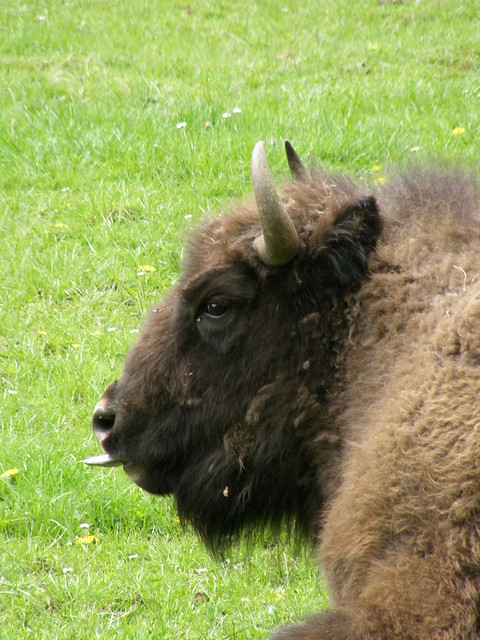 Bison bonasus (European bison / Wisent, Europese bizon)