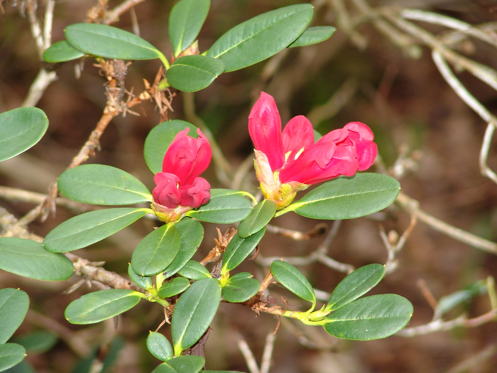 Azalea Rhs Coast Azalea {rhododendron altanticum} | RHS Harlow Carr Har… | Flickr