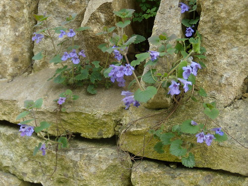 Ground ivy on wall, Charlbury Hanborough to Charlbury