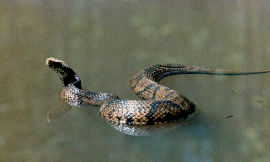 Floating Water Moccasin (1986)