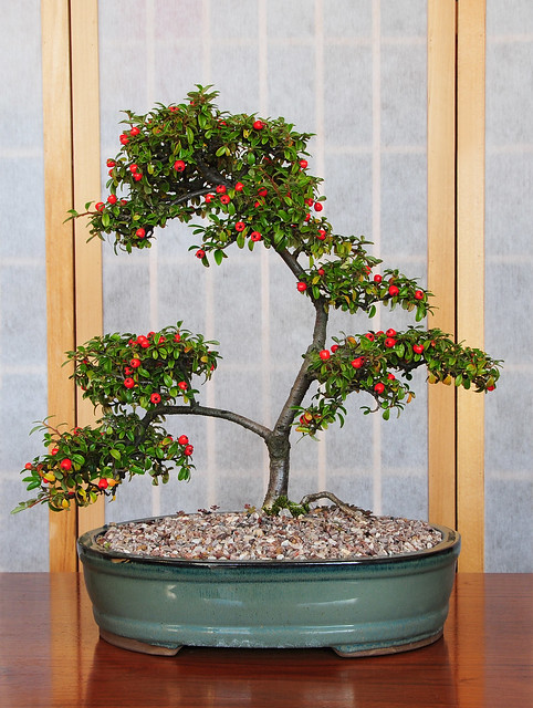 Cotoneaster (Cotoneaster horizontalis) Bonsai Tree with Berries