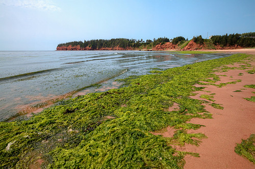 canada seaweed beach surf waves shoreline hills princeedwardisland pei littleharbourbeach