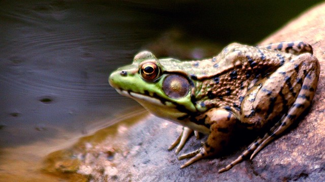 Frog Sunbath