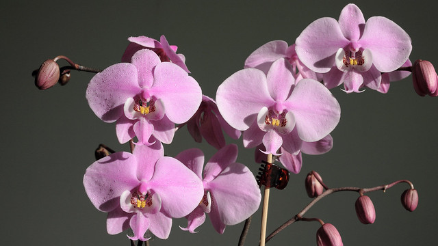 Phalaenopsis schilleriana '#2' & '#3' ('Joy' x sib)