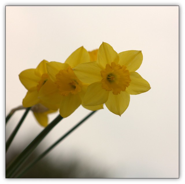 daffodil # 8