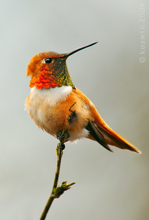 rufous hummingbird (salasphorus rufus)