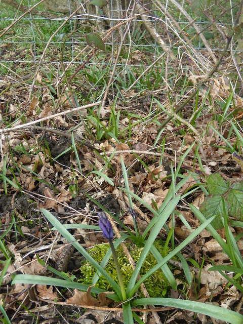 Early bluebell Nearly there. Knockholt Circular