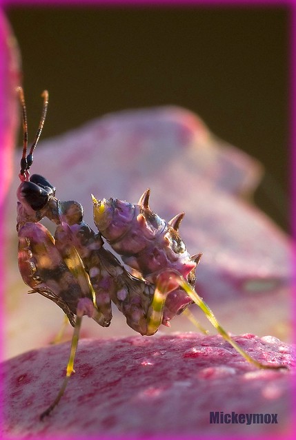 Praying Mantis Pink