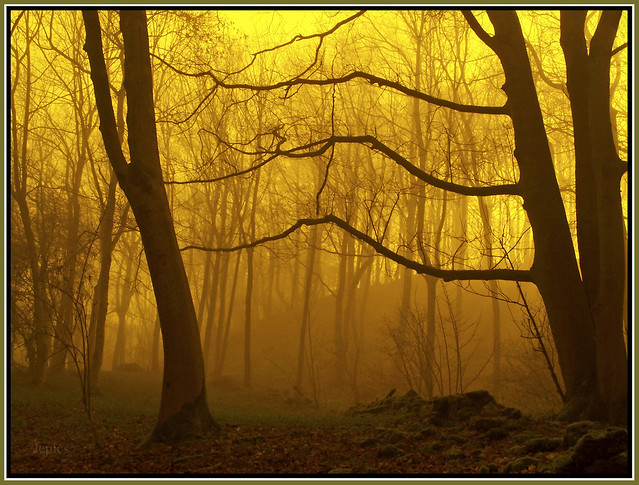 Woodland Mist.