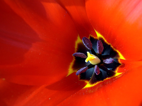 A Touch of Spring...Tulip by Eddie Chui
