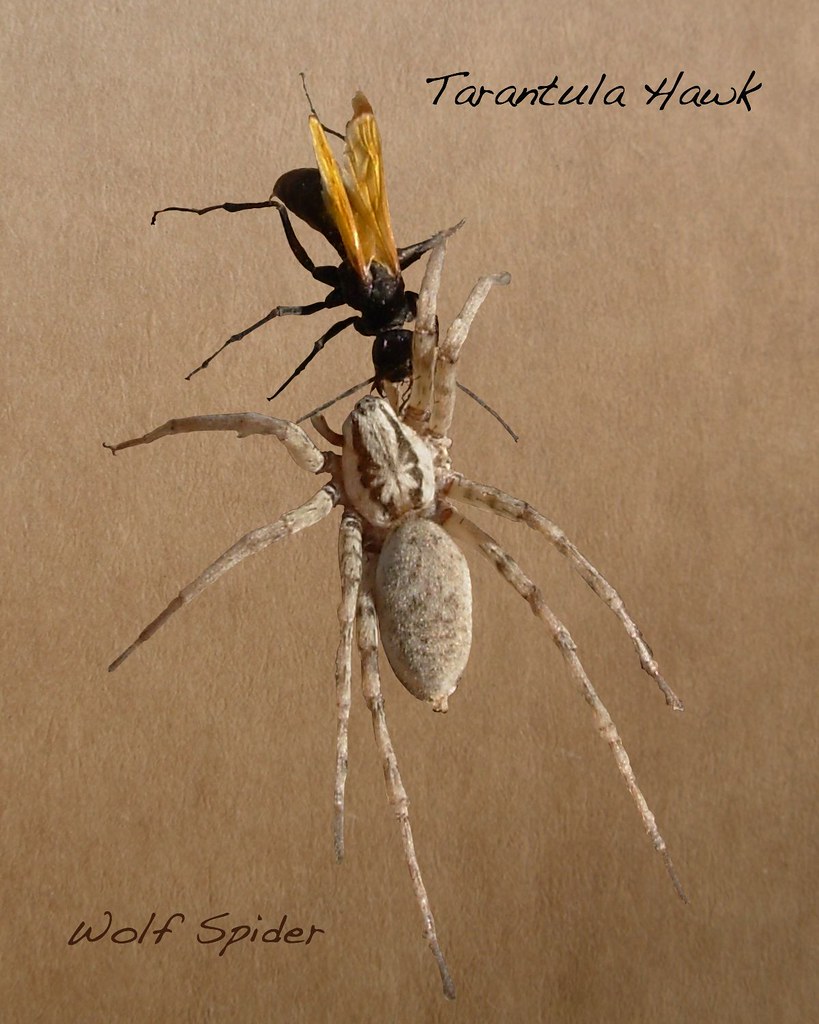 Predation | From Wikipedia: [The wasps] 