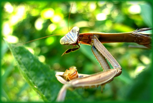nature interesting bokeh eating insects bee eat gross prayingmantis foodchain delitefulimage