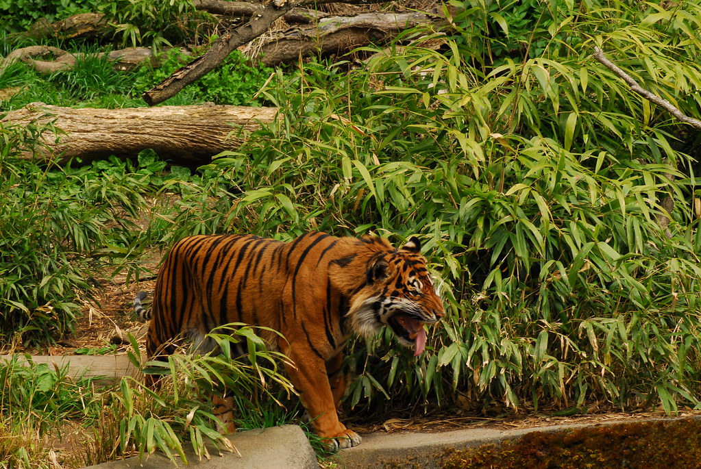 Tiger | Woodland Park Zoo Seattle, WA, USA | Sam Carlquist | Flickr