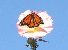 Monarch on Hollyhock 10-13-03
