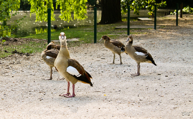 Geese in Public Gardens - Bordeaux FR