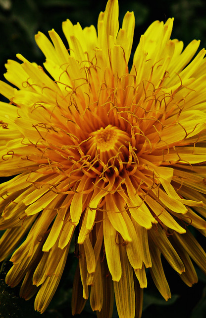 313 Yellow Flower