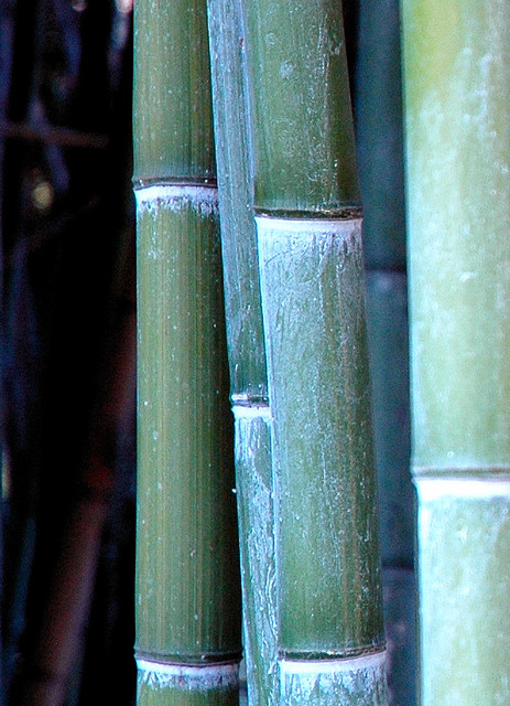 Bambù Torlonia 1
