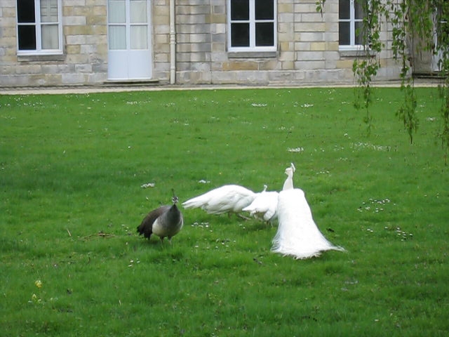 Peacocks at Fonti Chateau