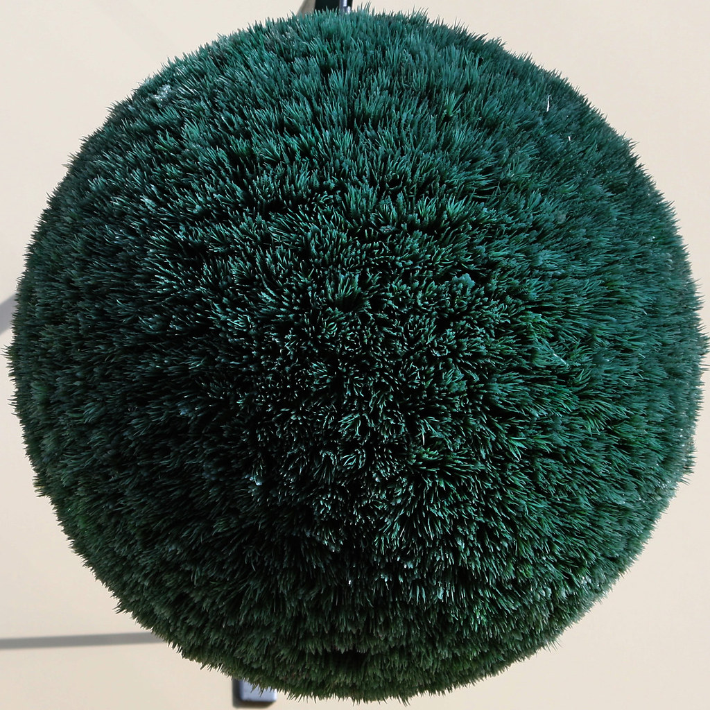 decorative bush sphere | Leo Reynolds | Flickr