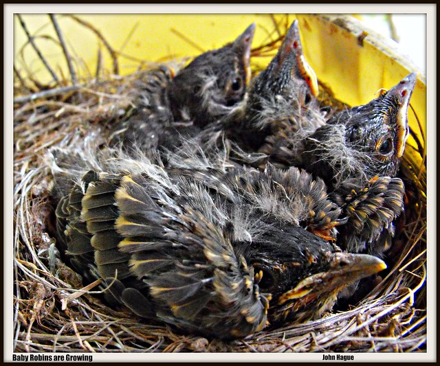 Baby Robins are growing