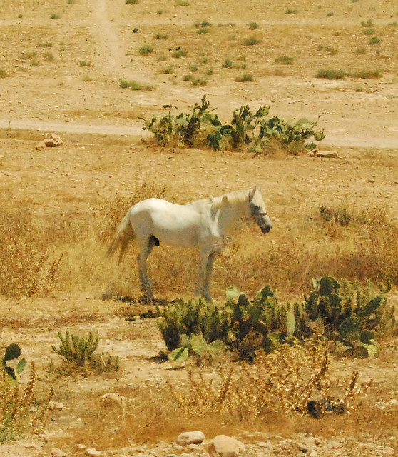 The Arabian Horse - Agadir.