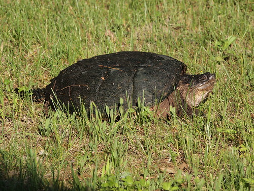 Eastern Snapping Turtle | by rickpilot_2000